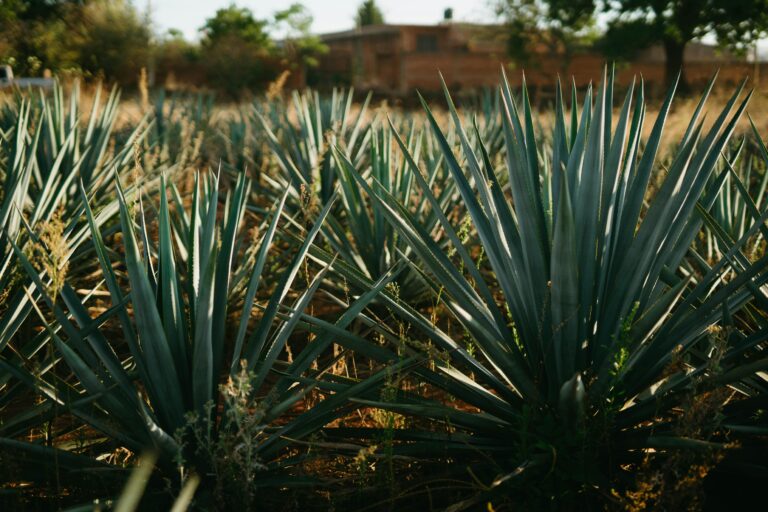 Cabo Corrientes, Jalisco: Un Tesoro Cultural